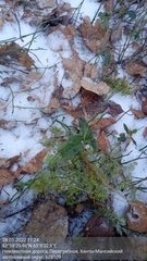 Vaccinium vitis-idaea