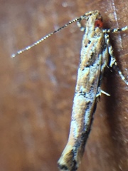 Pyroderces aellotricha