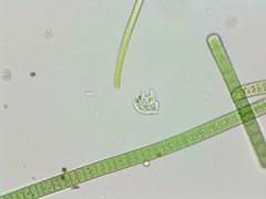 Petalomonas irregularis