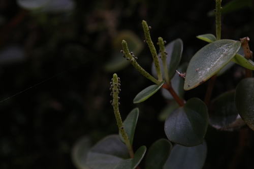 Peperomia bellendenkerensis (Peperomia bellendenkerensis)