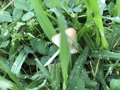 Conocybe apala albipes