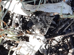 Dichromodes longidens