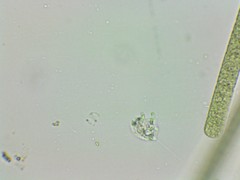 Petalomonas irregularis