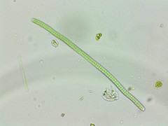 Petalomonas irregularis