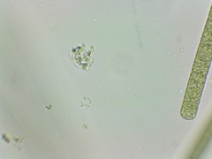 Petalomonas irregularis