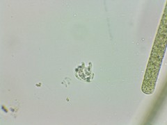 Petalomonas irregularis