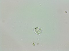 Petalomonas irregularis