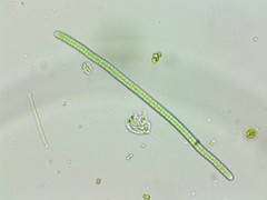 Petalomonas irregularis