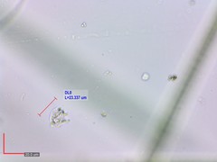 Petalomonas irregularis