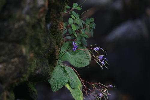 Image of Rock Violet (Boea hygroscopica) by (c) Hugo Innes, some rights reserved (CC BY)