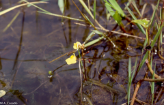 Utricularia foliosa