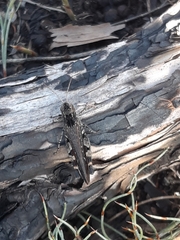 Pycnostictus seriatus