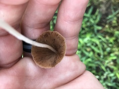 Conocybe apala albipes