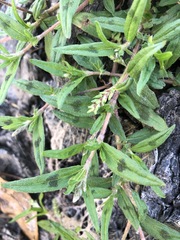 Persicaria prostrata