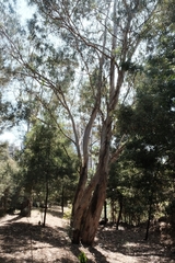 Eucalyptus globulus