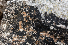 Enchylium