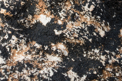 Enchylium