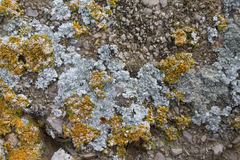 Kuettlingeria teicholyta