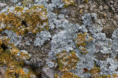 Kuettlingeria teicholyta