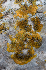 Variospora aurantia