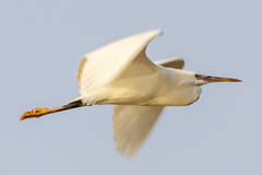Egretta gularis