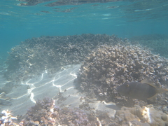 Cantherhines dumerilii