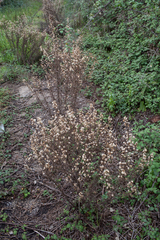 Dittrichia viscosa