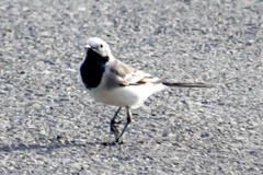Motacilla alba