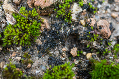 Enchylium