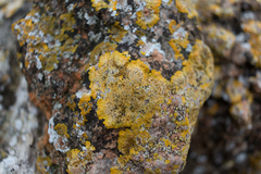 Variospora aurantia