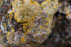 Variospora aurantia