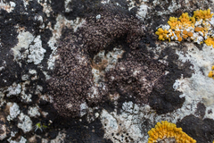 Verrucaria