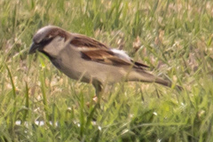 Passer domesticus