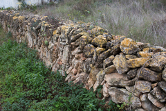 Variospora aurantia