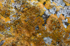 Variospora aurantia