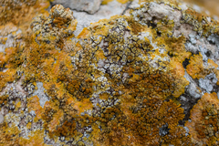 Variospora aurantia