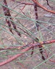 Acacia calamifolia