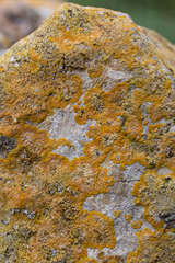 Variospora aurantia