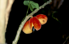 Magnoliopsida