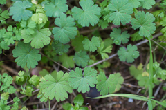 Geranium rotundifolium