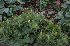Sisymbrium irio