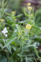 Sisymbrium irio