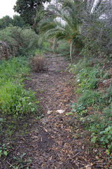 Dittrichia viscosa
