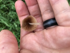Conocybe apala albipes