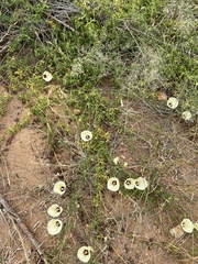 Distimake kentrocaulos