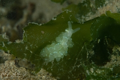 Sacoproteus smaragdinus