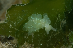 Sacoproteus smaragdinus