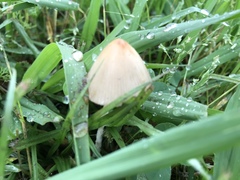 Conocybe apala albipes
