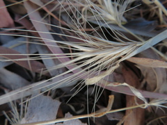 Hordeum geniculatum