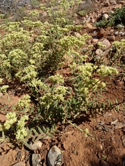 Crassula mesembryanthoides